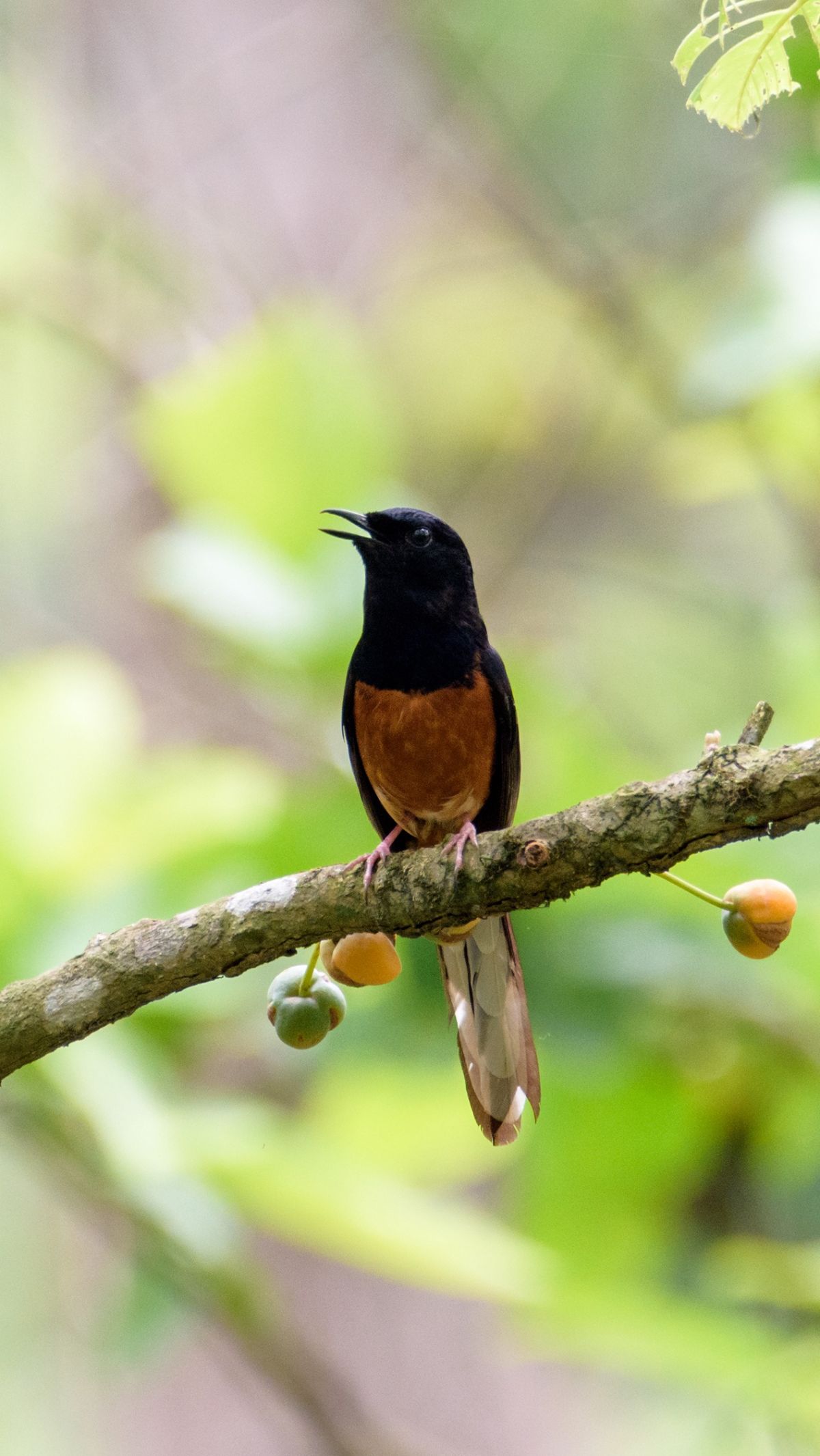 Cara Memandikan Burung Murai
