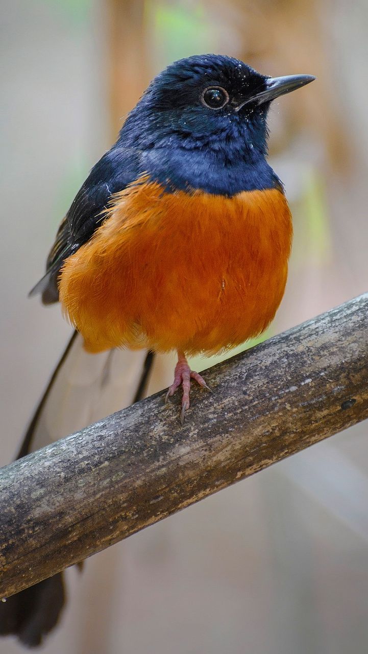 Tips Merawat Kebersihan Burung Murai