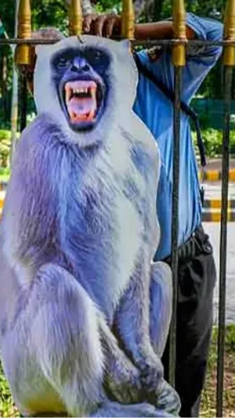 For decades, the streets of New Delhi were lined with people carrying trained monkeys, but the practice ended after a court ruled that hiring them was cruel.