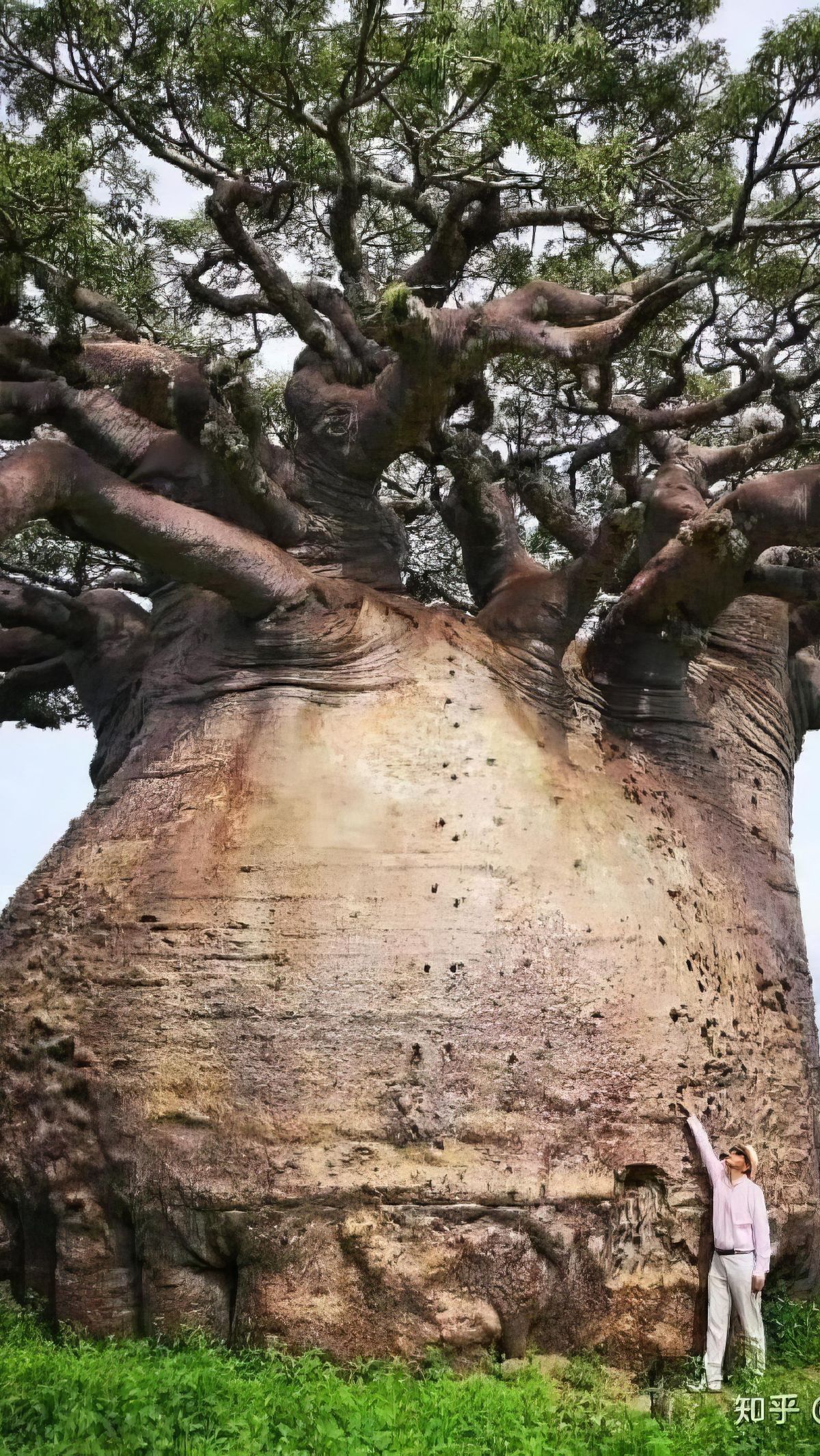 Pohon Baobab terbesar di Madagaskar. Disebut juga 'Pohon Kehidupan atau 'Ibu Hutan'.