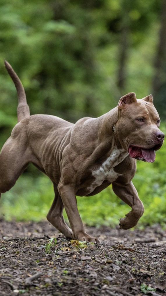 4. The American Bully XL Has Lots Of Muscles<br>