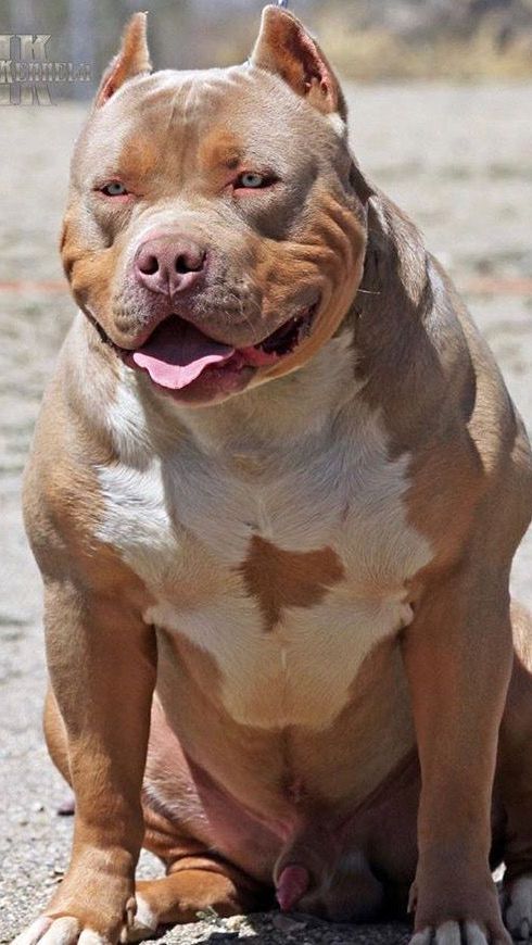 6. American Bully XLs Can Cost $10,000<br>