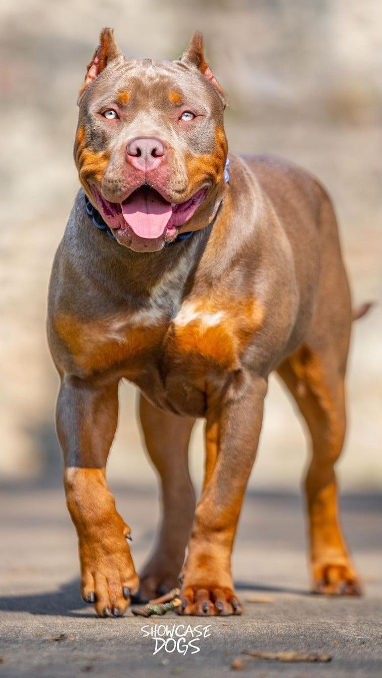 7. This Dog Breed Is Easy To Train<br>