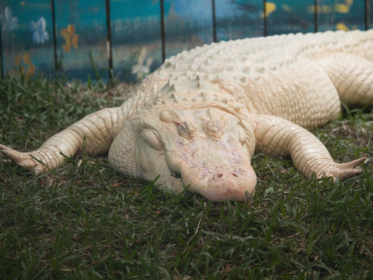 4. Gatorland