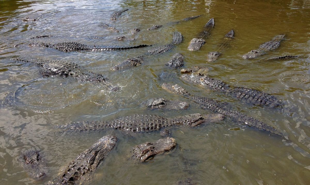 7 Fun Things To Do In Orlando With Kids for Your Best Family Trip