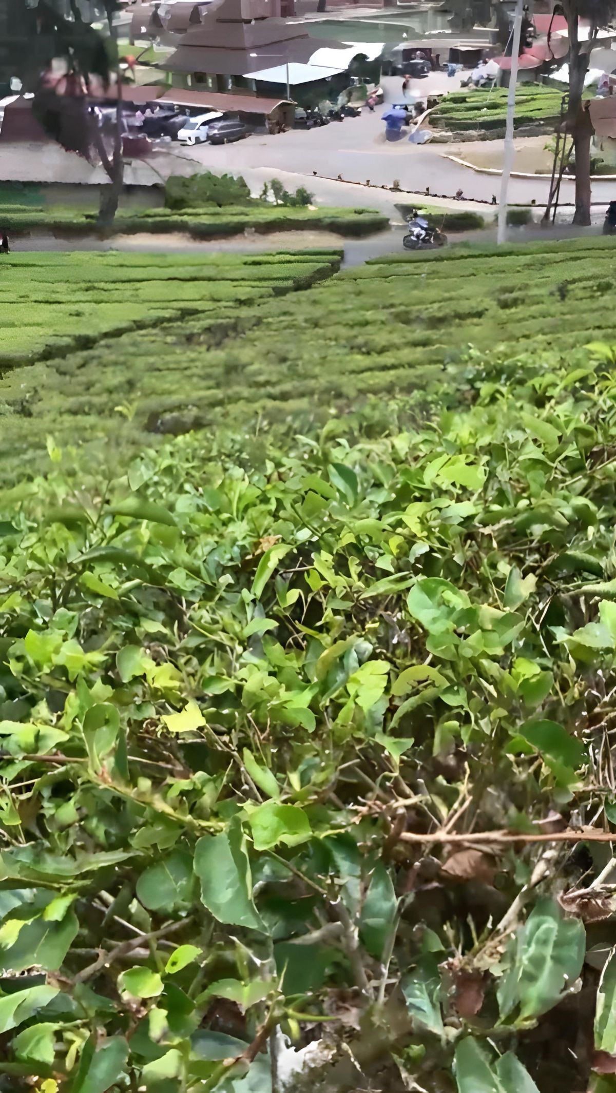Sementara di bawah kebun teh itu, tampak jalan raya dan rumah-rumah penduduk yang terhampar luas.