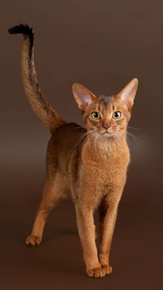 Abyssinian Cats<br>