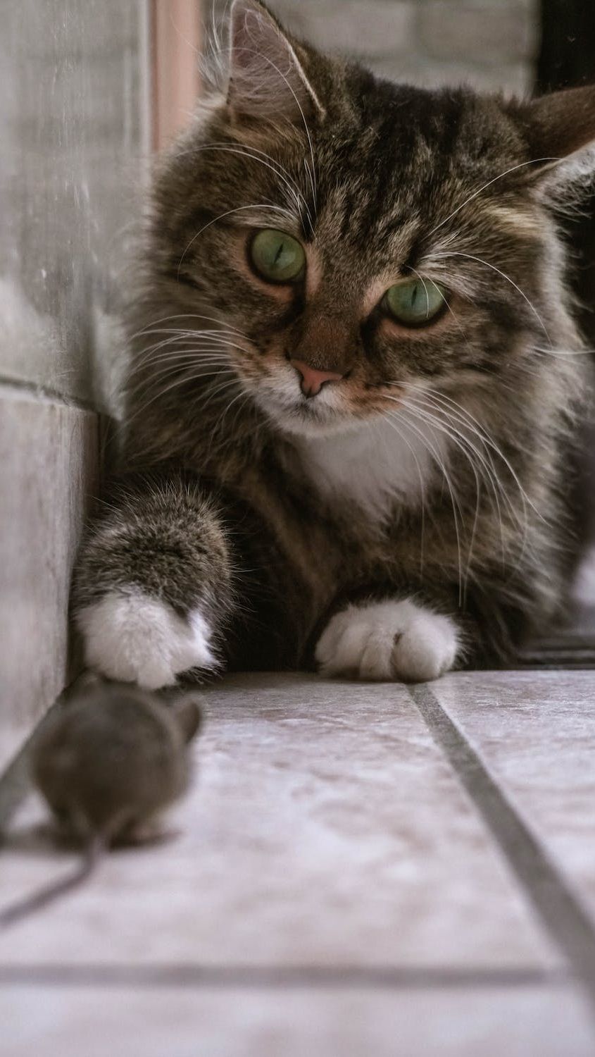 1. Menelan Telur Cacing: Kucing dapat terinfeksi cacing gelang dan cacing tambang dengan menelan telur cacing yang ada di lingkungan.