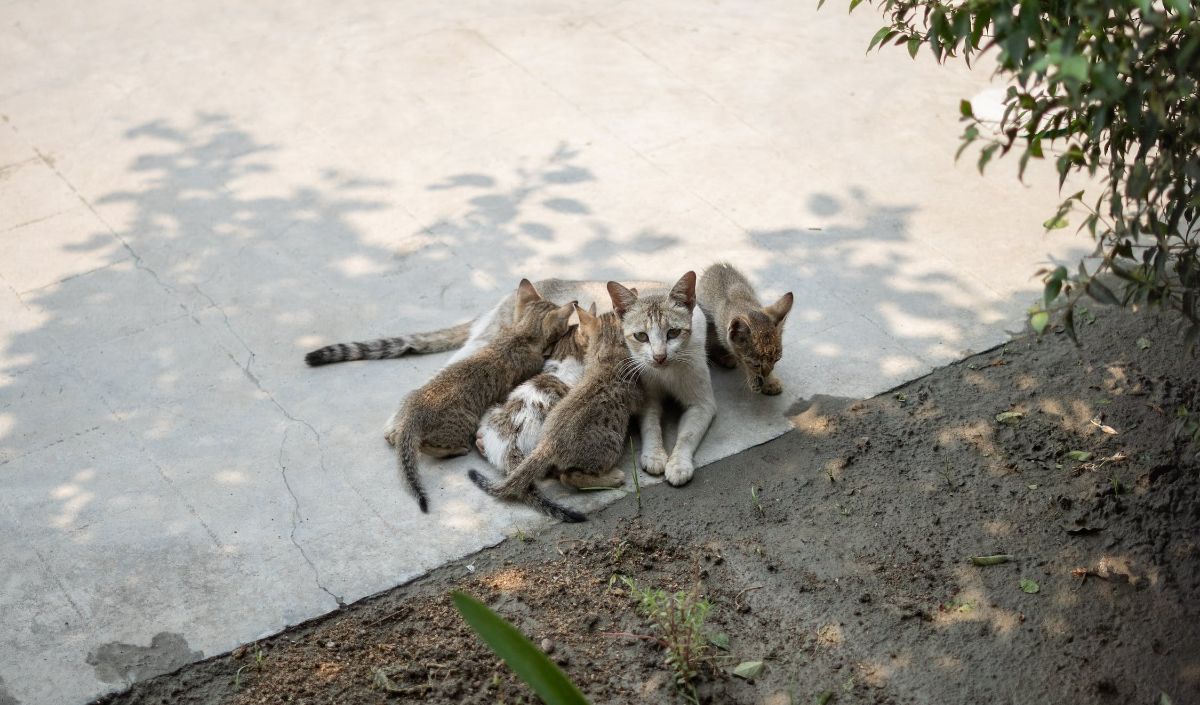 3. Susukan Induk: Anak kucing dapat terinfeksi cacing gelang melalui susu yang dihasilkan oleh induknya.