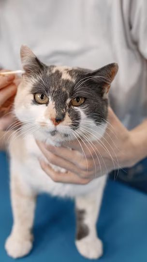 Jika Anda mencurigai bahwa kucing Anda mengalami cacingan, segera konsultasikan dengan dokter hewan. Dokter akan melakukan pemeriksaan dan mungkin merekomendasikan pengobatan yang sesuai berdasarkan jenis cacing yang ditemukan dalam tubuh kucing.