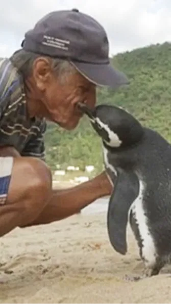 Joao cleaned the oil off the penguin's body and fed it fish to help it regain strength. He named the penguin Dindim.