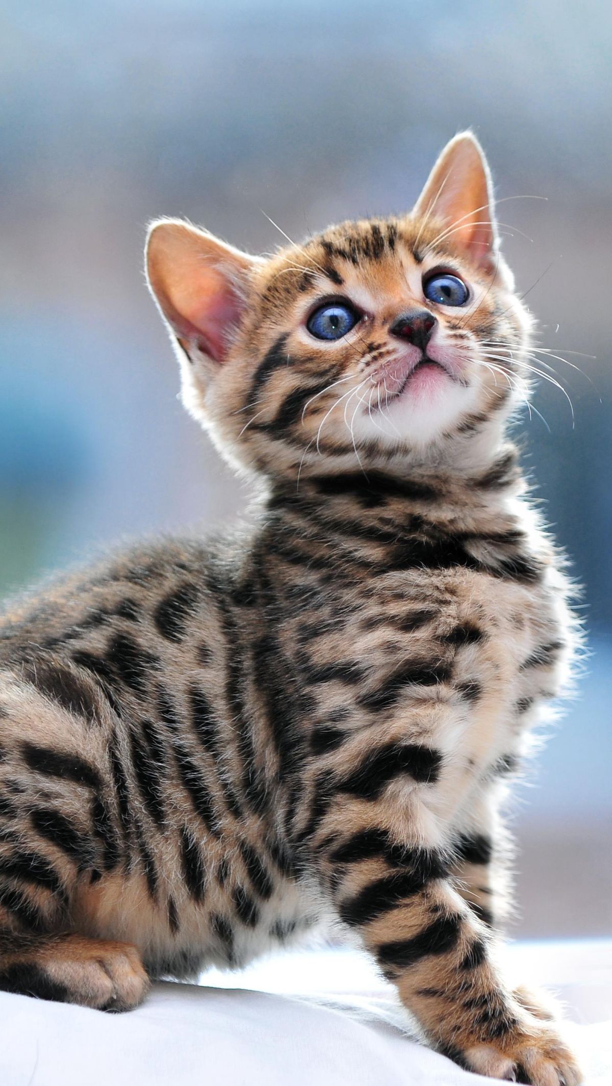 Kucing Bengal