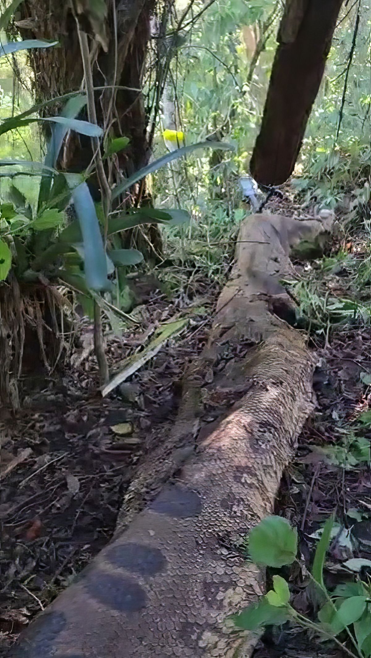 Bangkai ular anaconda itu mungkin memiliki panjang 6,5 meter. Sementara diameter ketebalan tubuh lebih dari 20 sentimeter.