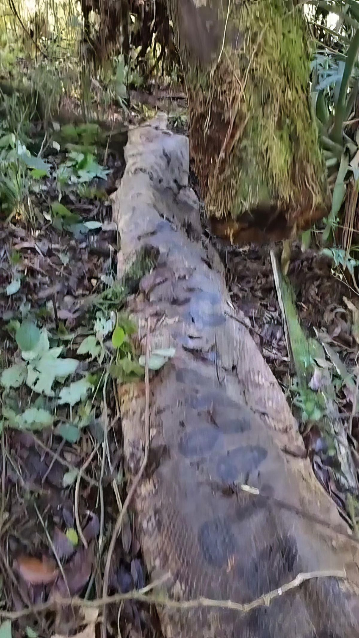 Bangkai ular anaconda raksasa itu tampak teronggok di antara semak dan tanaman liar hutan.