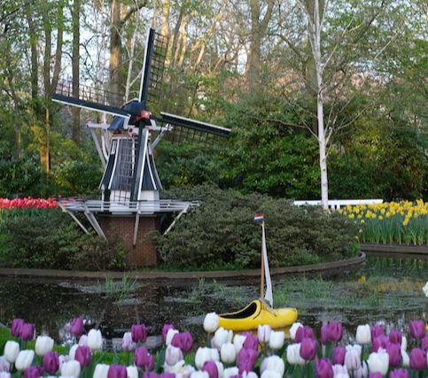 5 Amazing Facts About Tulips That Will Shock You