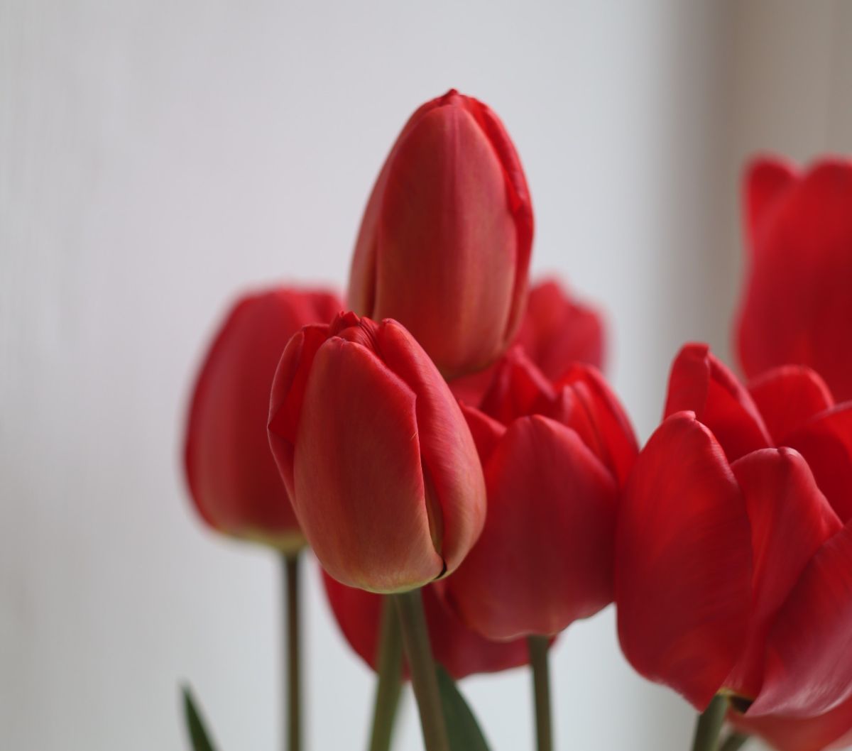 5 Amazing Facts About Tulips That Will Shock You
