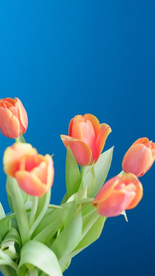 5. Every Color of Tulip has a Different Meaning