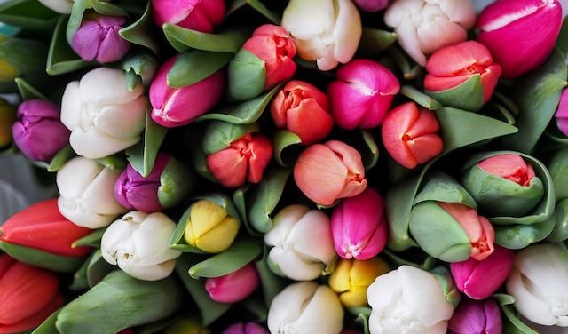 Red tulips are often linked with love and passion. Yellow tulips are generally seen as a symbol of cheerful thoughts and happiness. While white tulips are a symbol of purity, innocence, and forgiveness.