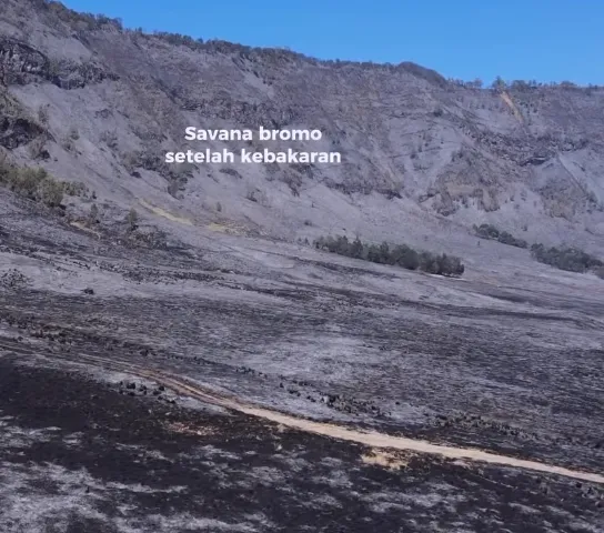 Potret Terkini Padang Savana Bromo Usai Terbakar, Pemandangan Hijau Berubah jadi Hitam dan Penuh Abu