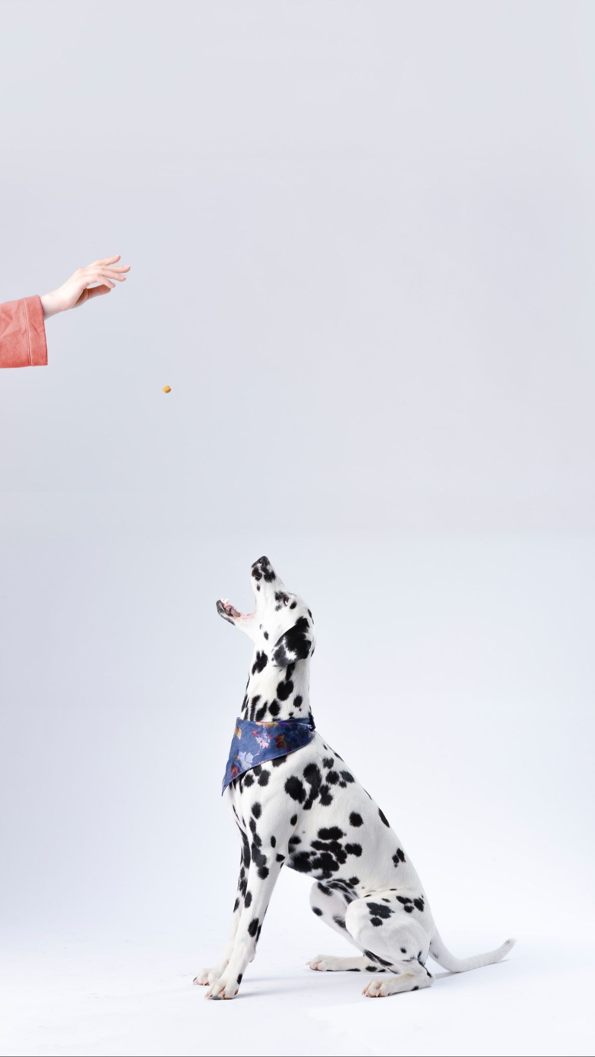 2. Dalmatian: Iconic but Flat to Health Issues