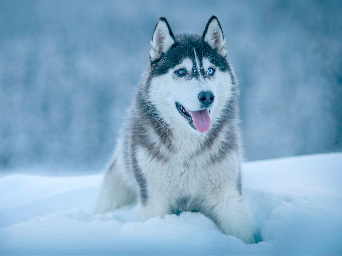 The 5 Dog Breeds You Shouldn't Own If You're A Dog Lover and Why