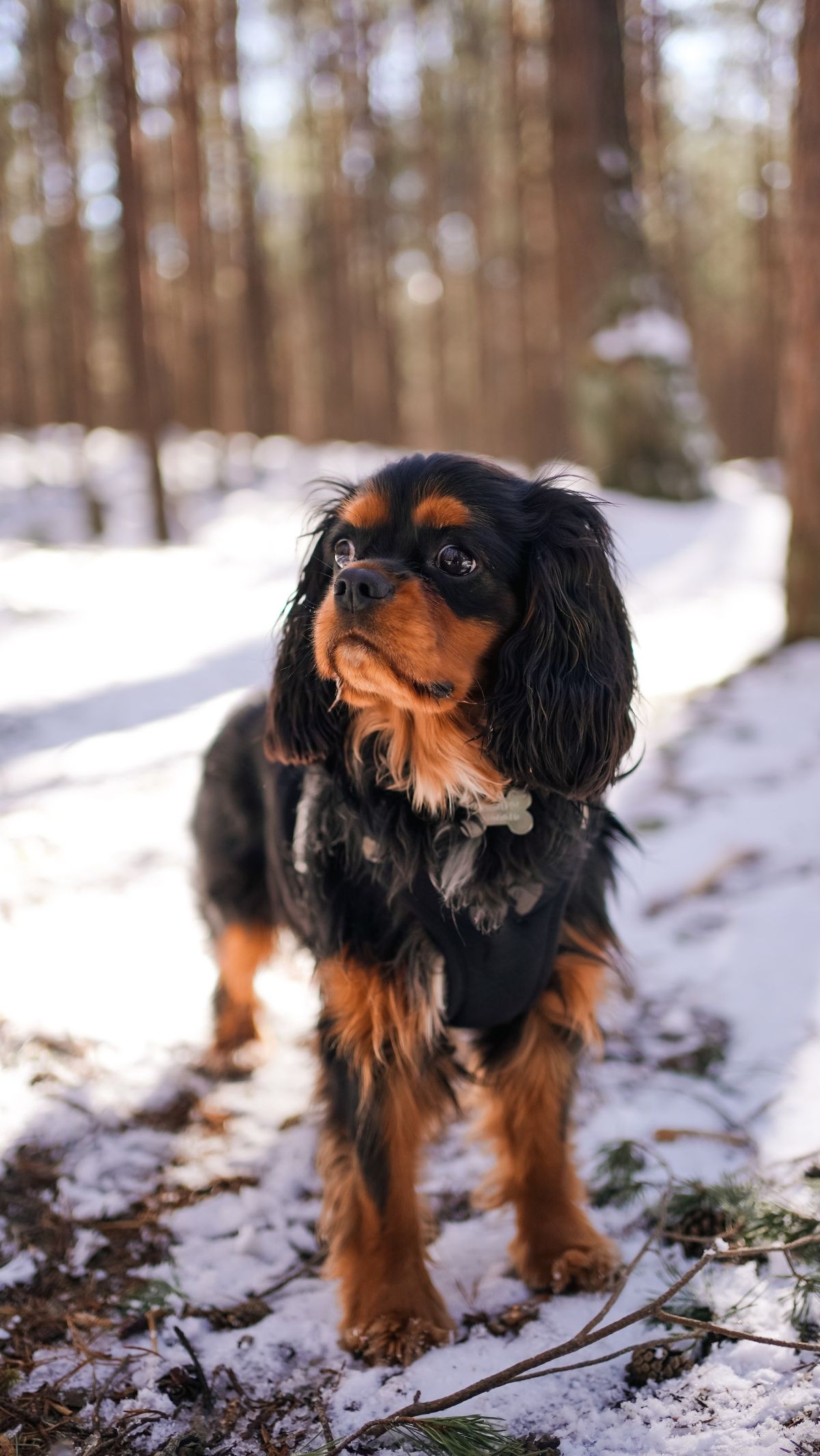 5. Cavalier King Charles Spaniel: Elegant but Leads to Serious Health Conditions<br>