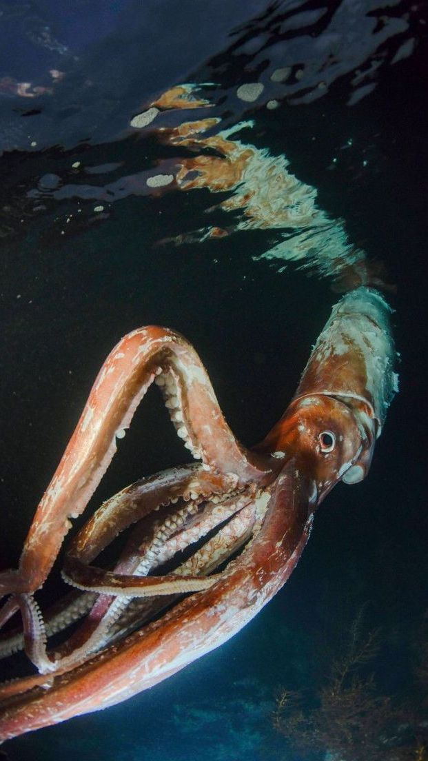 5 Unique Facts About Giant Squids | trstdly: trusted news in simple english