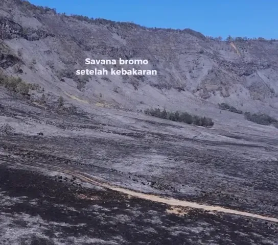 Ngaku Sudah Padamkan Api, WO dan Calon Pengantin Salahkan Angin Kencang dan Rumput Kering Bromo