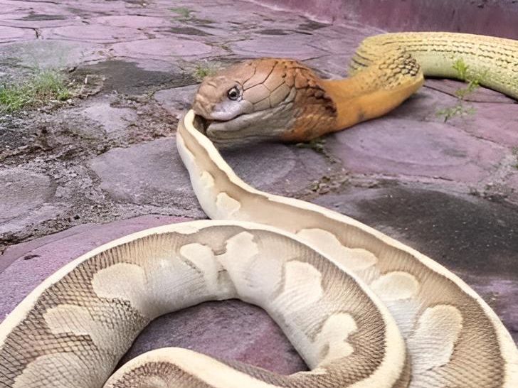 King Kobra Telan Ular Piton dari Ekornya Dahulu