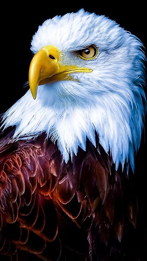The bald eagle (Haliaeetus leucocephalus) is a large bird known for its strong imagery.