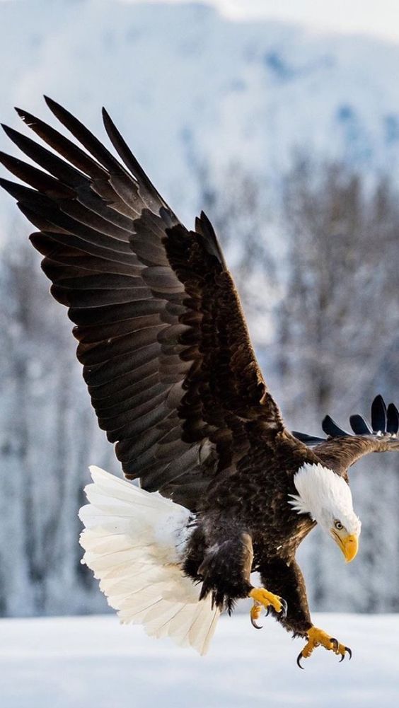 However, there are several facts you may want to know about the bald eagle!