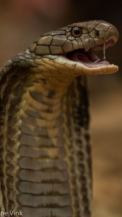 Snake venom is known to be the most deadly substance in the world.