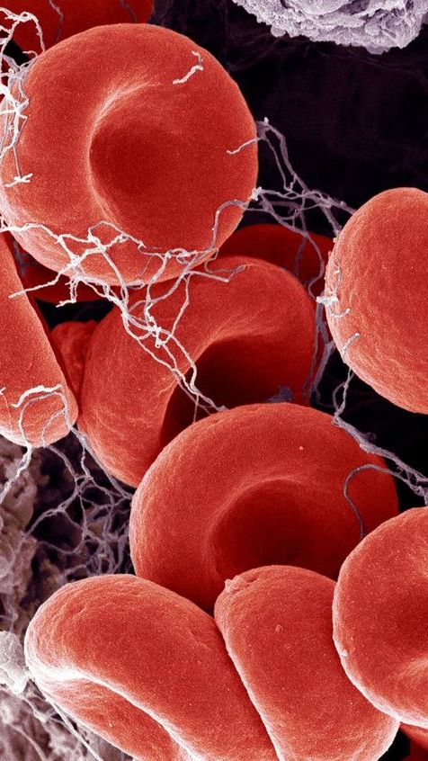 Anticoagulant Properties