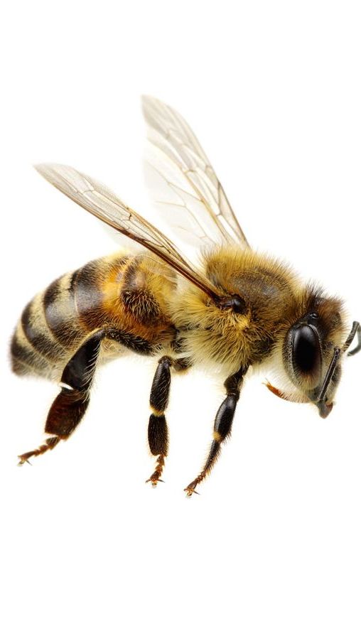 However, if you are stung by a bee, medical attention should be sought immediately.