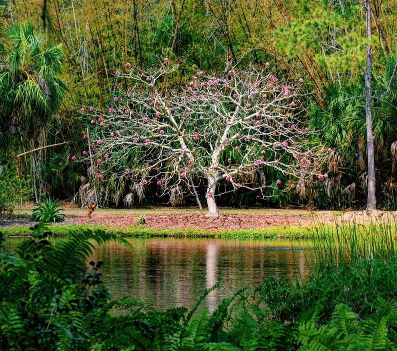 And when you're here, be sure to take a stroll in the beautiful Bayfront Gardens. The Ringling is a must-visit spot in Sarasota for an exciting mix of history, art, and natural beauty. You're in for a real treat!