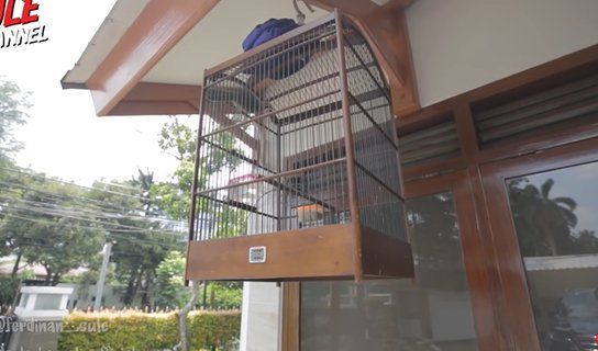 Hobi Pelihara Burung