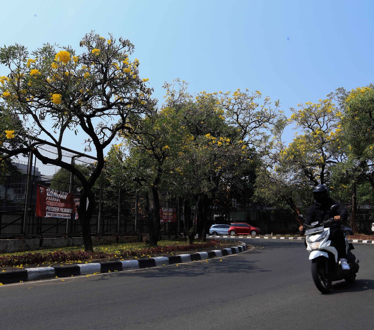 Jakarta Rasa Tokyo: Bunga Tabebuya Bermekaran Di Kemang Raya