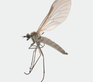 Melalui proyek ini untuk pertama kalinya ditemukan seekor lalat betina dari spesies yang sama yang tidak bisa terbang.