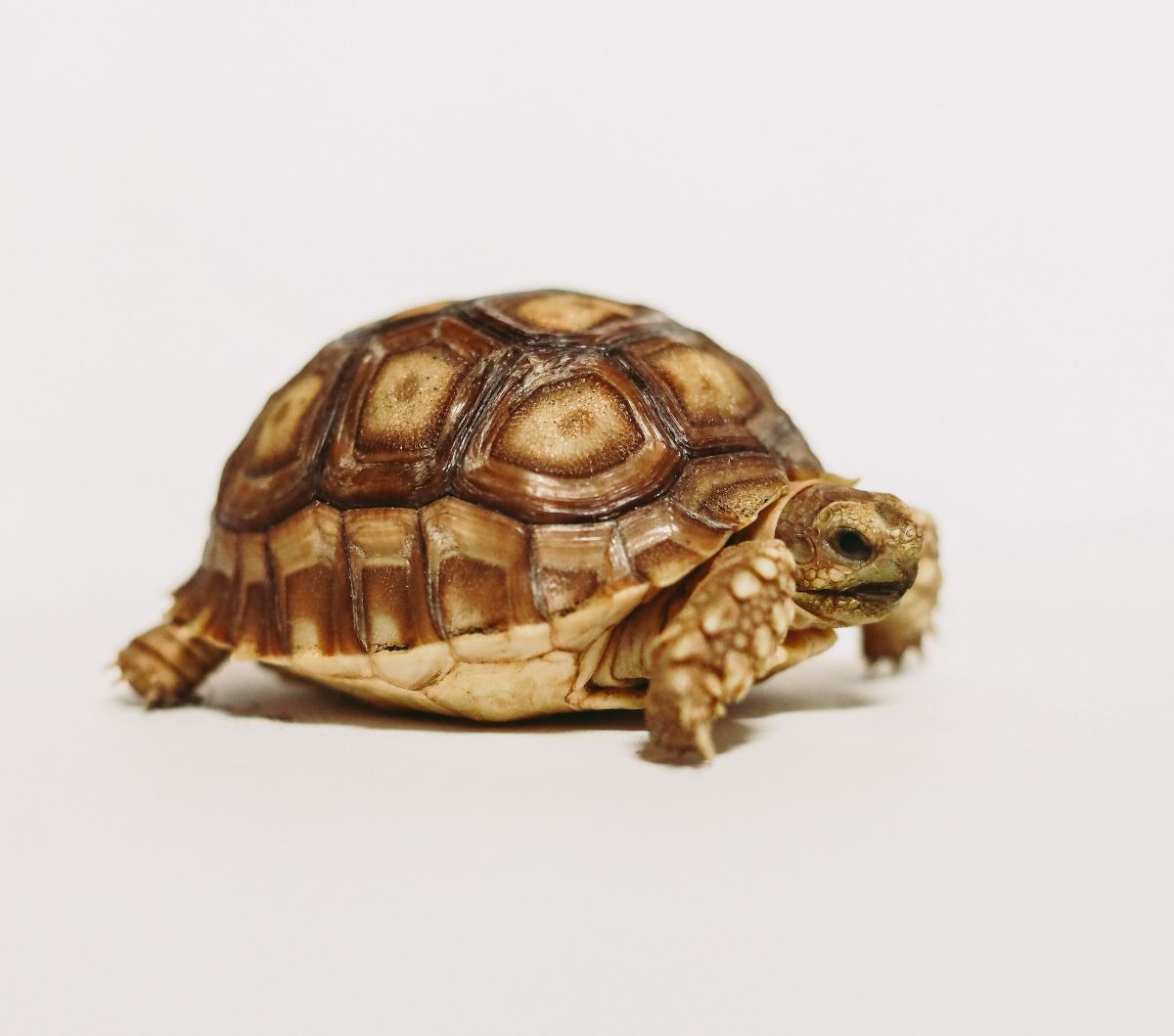 4 Ninja Turtle Names, Personalities, and Their Different Species to Amaze You