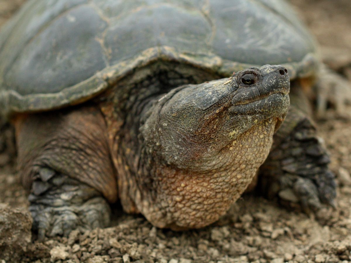 4 Ninja Turtle Names, Personalities, and Their Different Species to Amaze You
