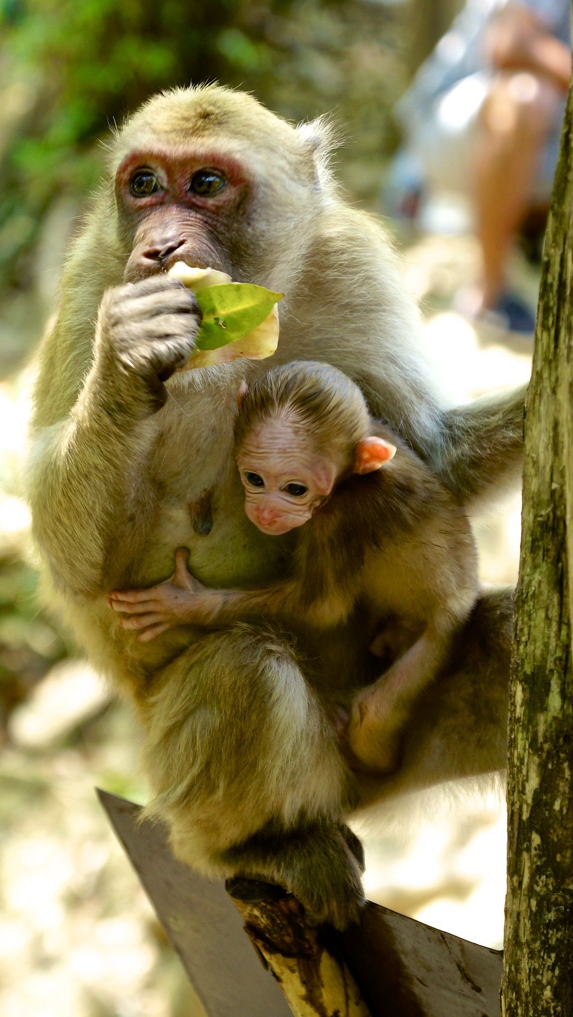 1. Thai Monkey College<br>