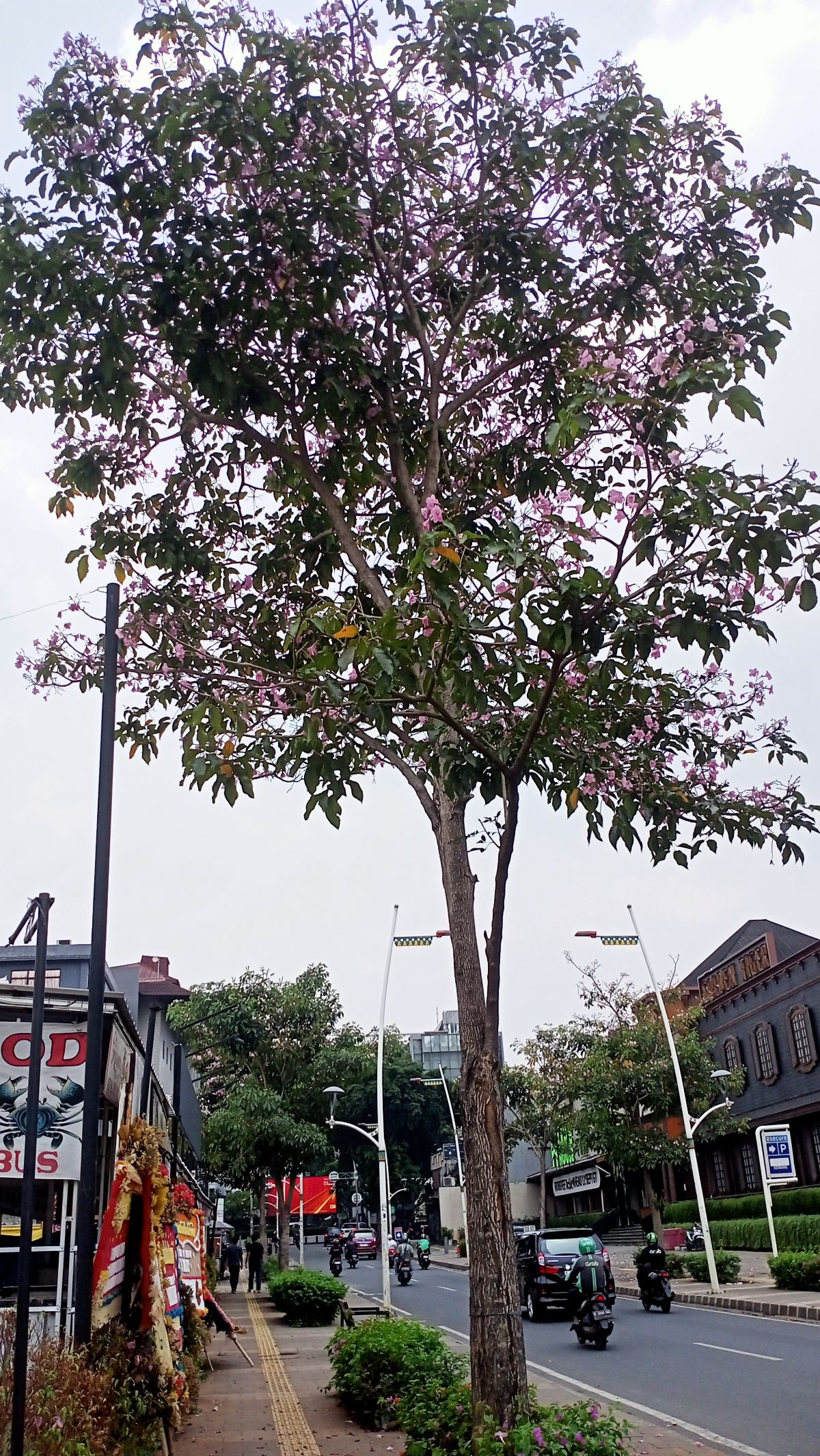 Bunga Tabebuya Mekar di Kemang, Bikin Anak Jaksel Betah: Ini Tuh Bagus
