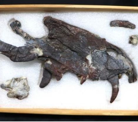 Ilmuwan Temukan Fosil Predator Paling Buas & Menakutkan Berusia 265 Juta Tahun, Hidup Jauh Sebelum Dinosaurus