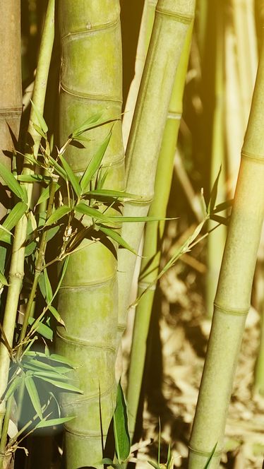 Misteri Tanaman Bambu Unik di Jepang, Berbunga 120 Tahun Sekali Lalu Mati