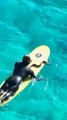 Australian Man Fined $1,495 For Surfing With His Python