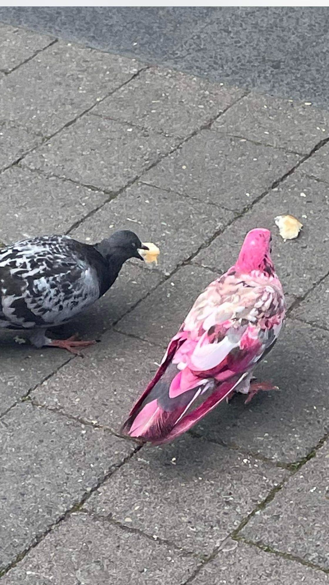 Viral: A Rare Pink Pigeon Has Been Spotted in Manchester