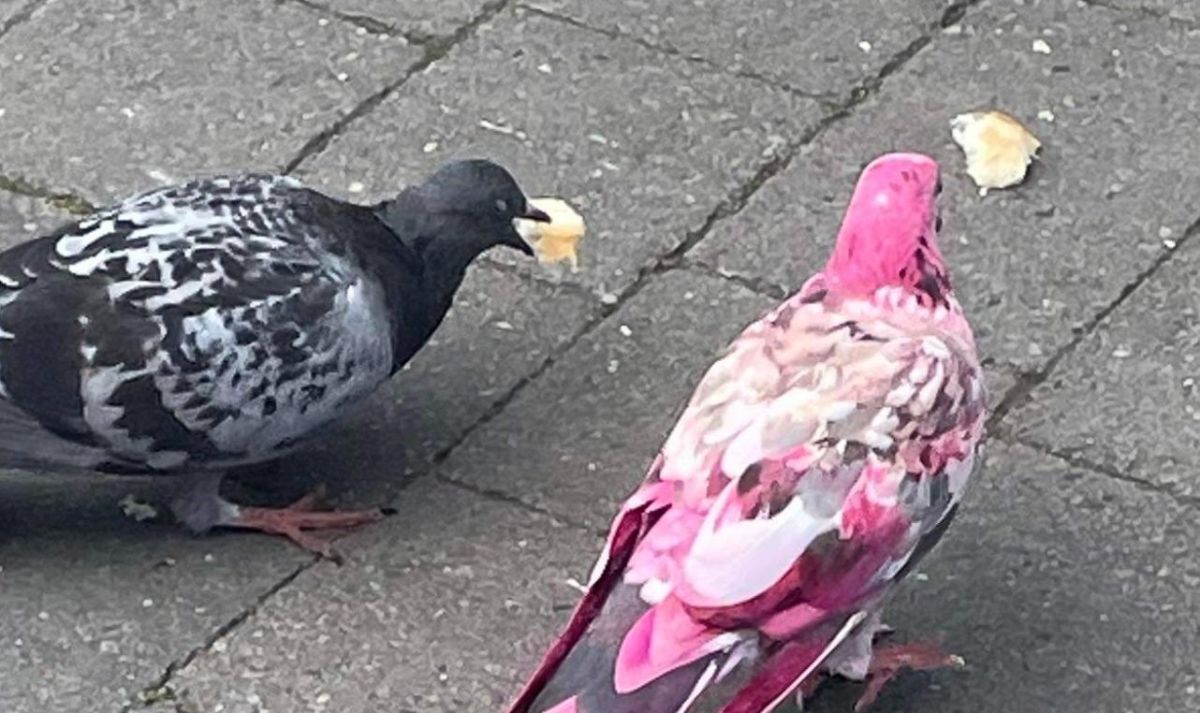 A pink pigeon has appeared in Bury, Greater Manchester, surprising local residents. 