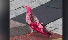 According to Republic World, this is not the first time a pink pigeon has gone viral. 