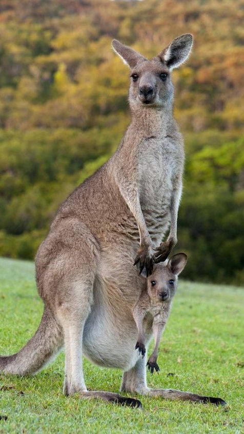 Kangaroos are popular marsupials native to Australia.