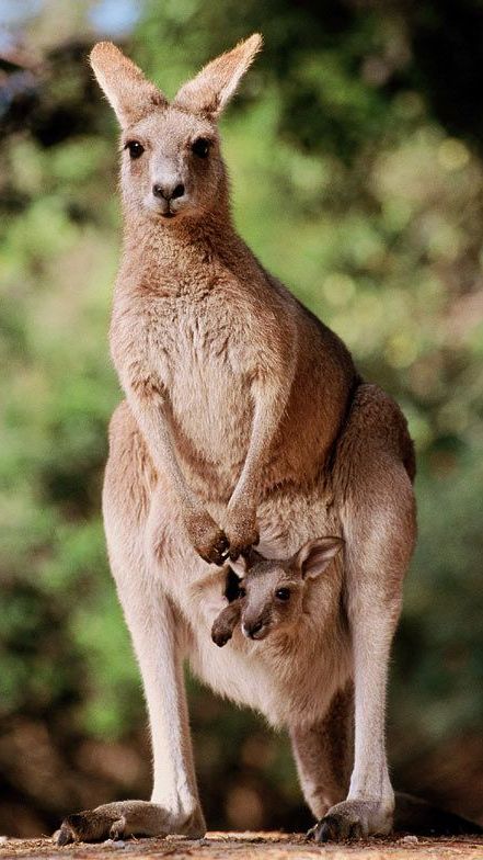 The Kangaroo's popularity has even made it a symbol of Australia's native animals, along with the Emu bird.